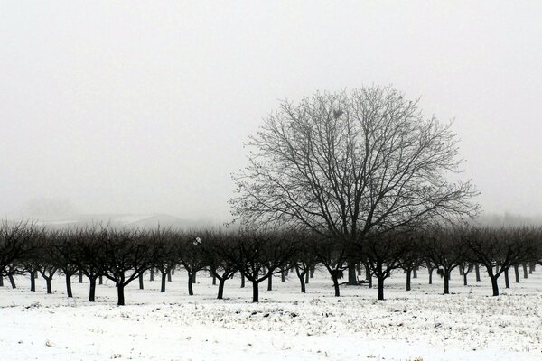 Trees in winter black and white landscape