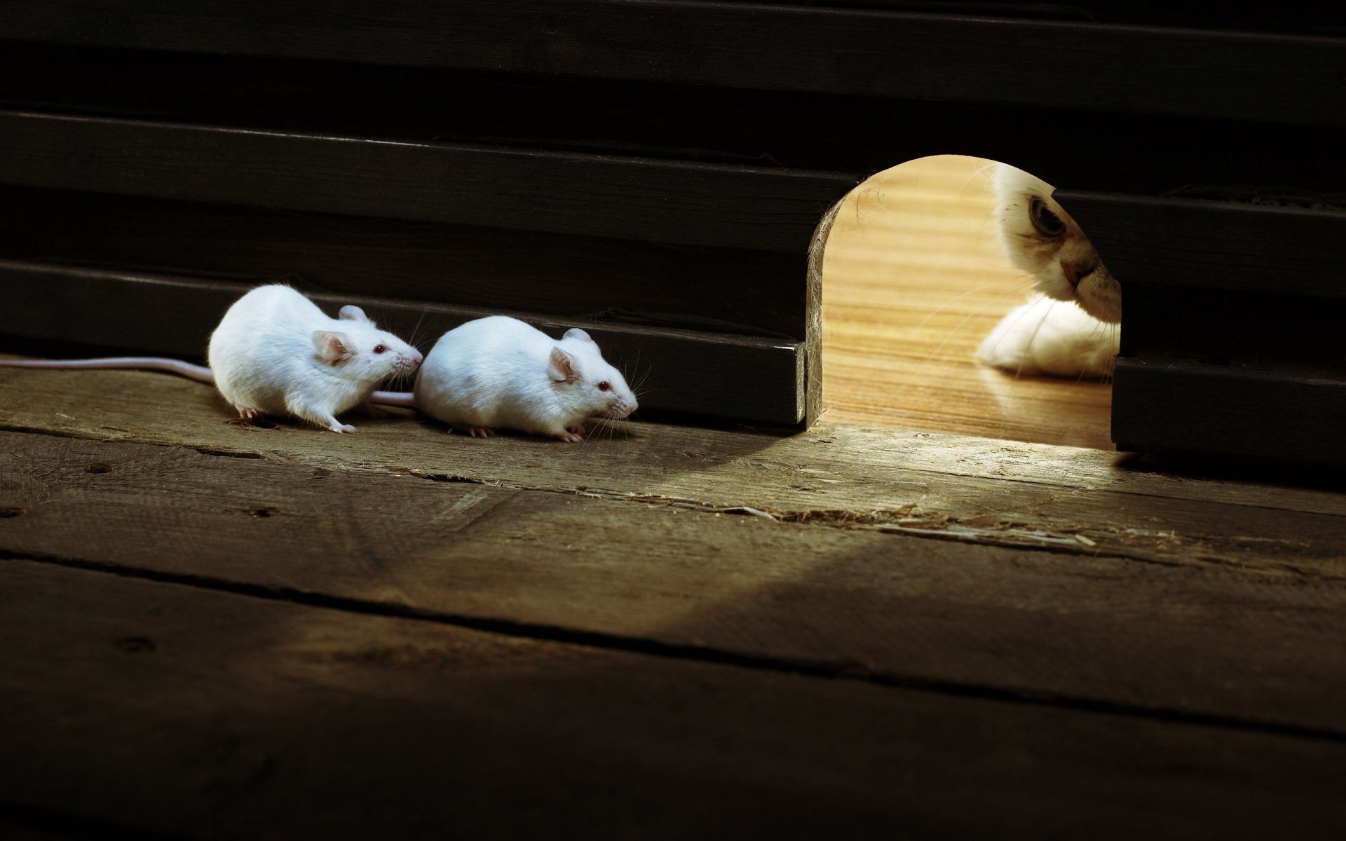 animais mamífero sozinho comida cão madeira retrato ainda vida