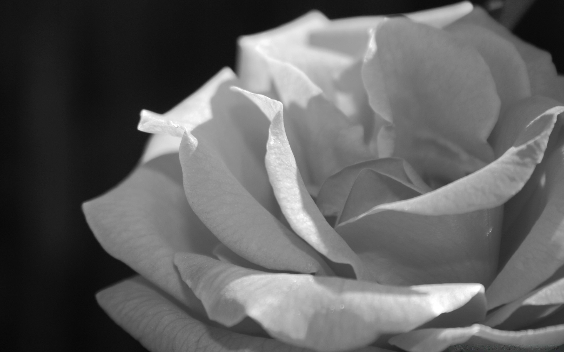 noir et blanc fleur amour mariage rose amour romance monochrome tendre pétale