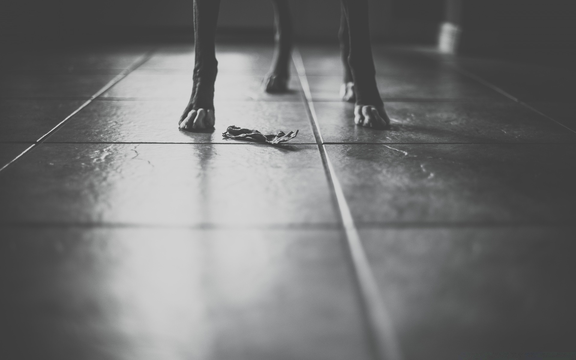 black and white blur monochrome reflection street floor rain motion foot shadow city woman dof man walk action adult indoors fast