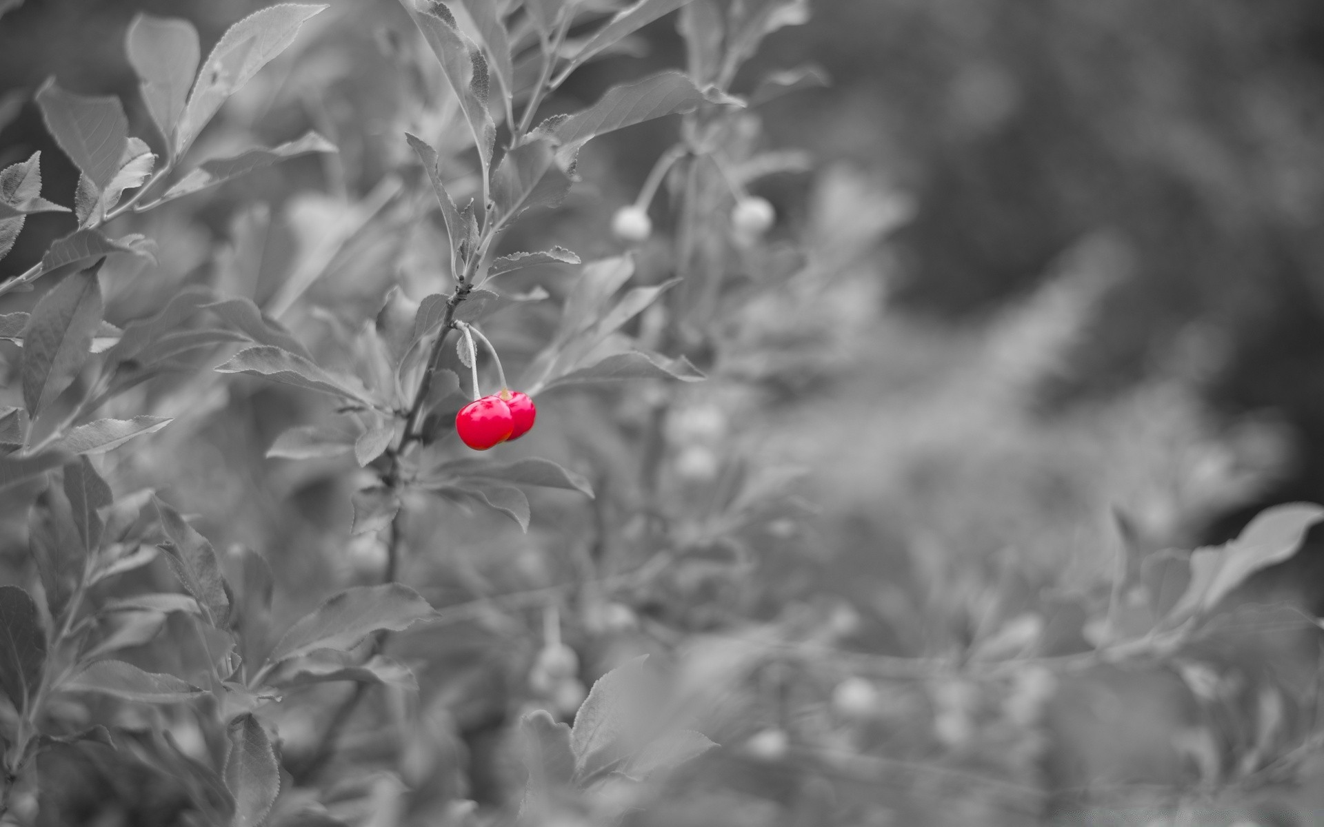 black and white nature leaf winter tree flower flora garden outdoors blur season branch