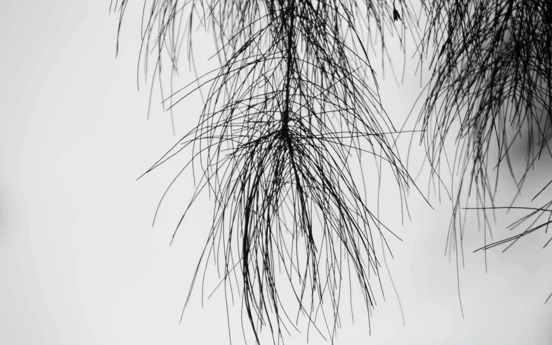 black and white tree winter desktop nature