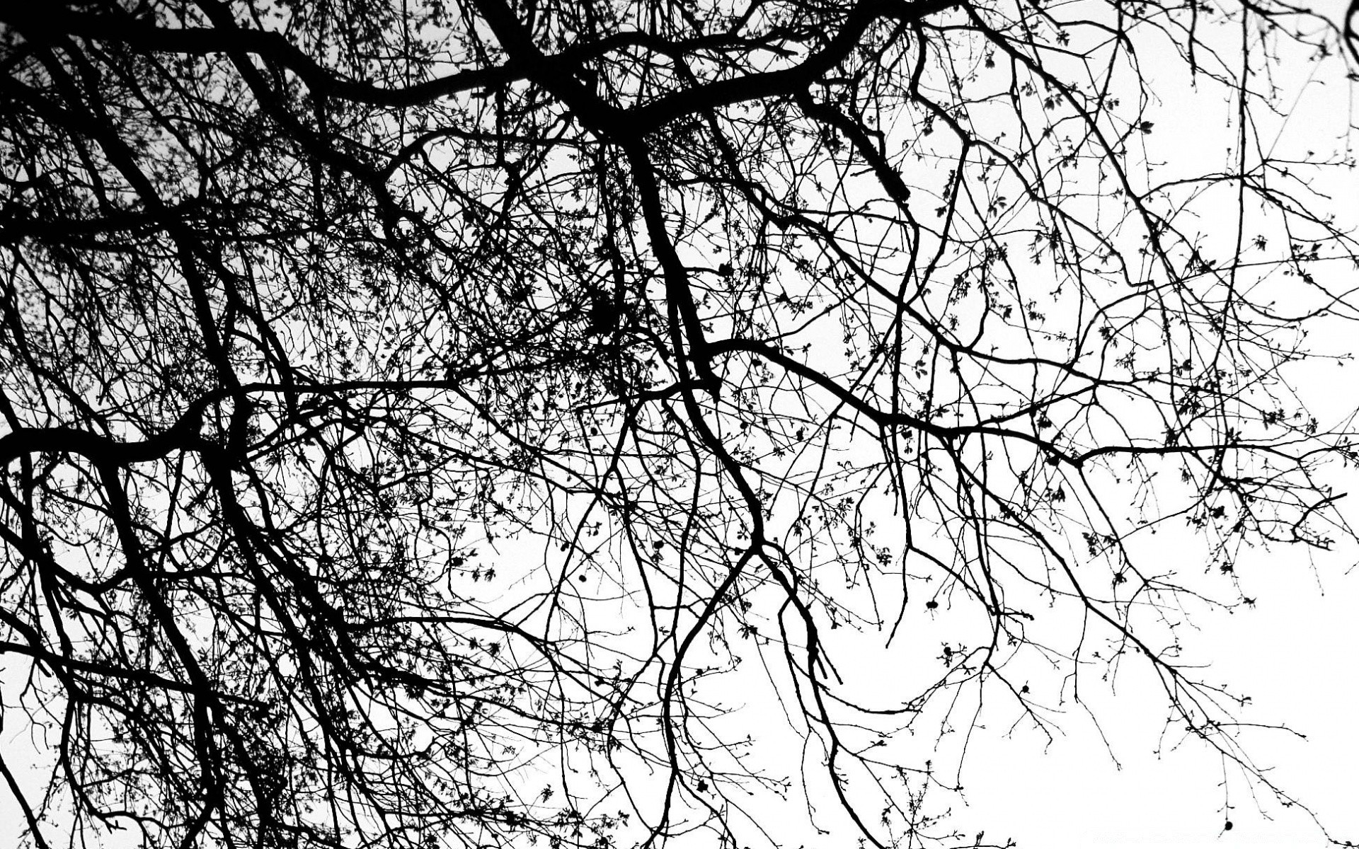 blanco y negro árbol rama escritorio madera abstracto invierno temporada naturaleza ramitas hoja diseño imágenes