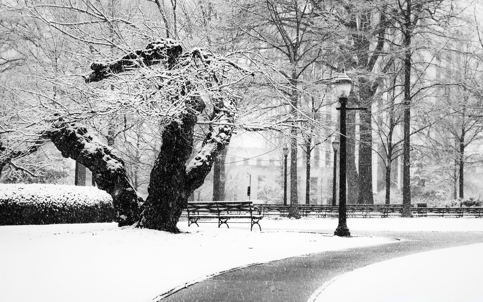 czarno-biały zimowy śnieg drzewo zimny mróz mrożona pogoda zamieć lód sezon drogowy drewno oddział park mgła