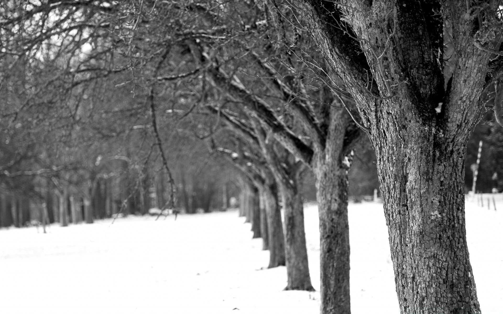 schwarz und weiß winter schnee holz kälte holz gefroren zweig frost eis saison landschaft wetter park guide im freien natur schneesturm nebel