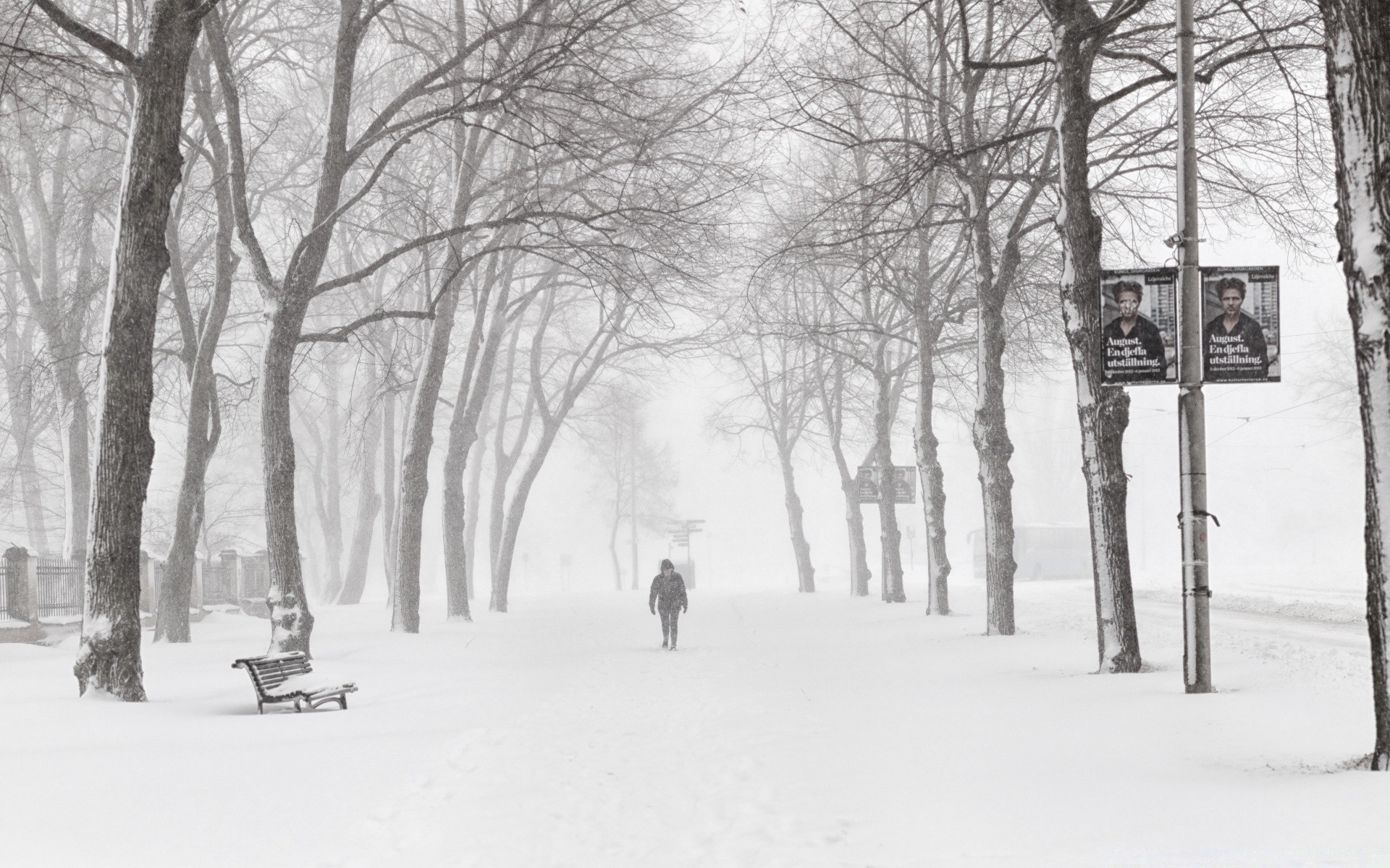 noir et blanc hiver neige froid bois gel bois congelé glace météo tempête de neige paysage givré saison route neigeux branche brouillard