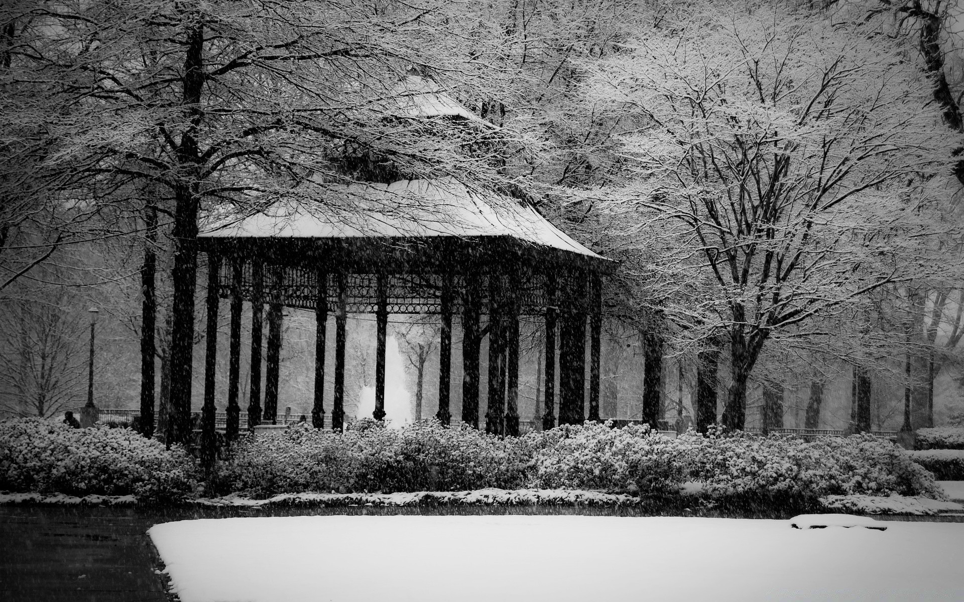 blanco y negro árbol invierno nieve