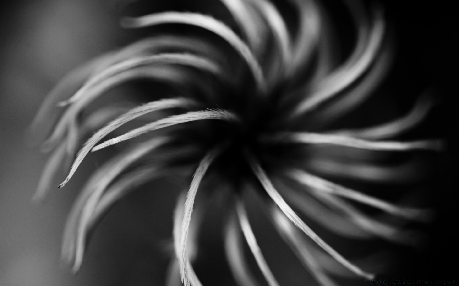 preto e branco monocromático natureza arte abstrato borrão folha inverno espiral contraste