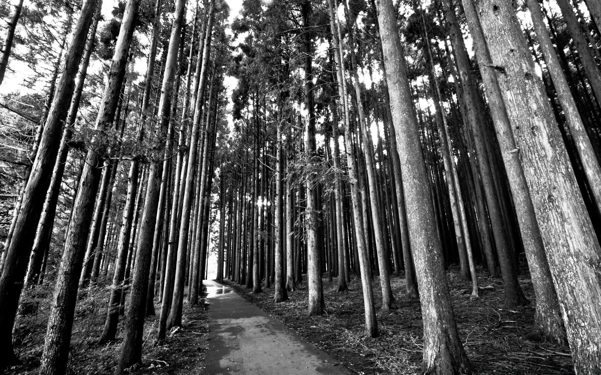 black and white wood tree nature landscape park leaf monochrome guidance fair weather dawn outdoors light sun branch scene