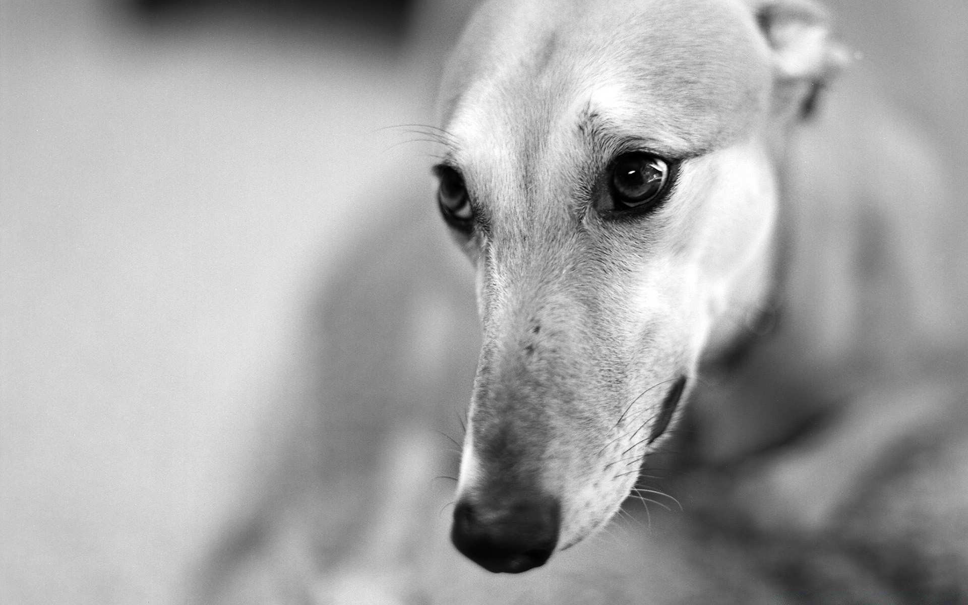 noir et blanc chien animal mignon cynologue portrait animal de compagnie oeil nature aperçu mammifère chiot unique fourrure peu drôlement monochrome à l extérieur