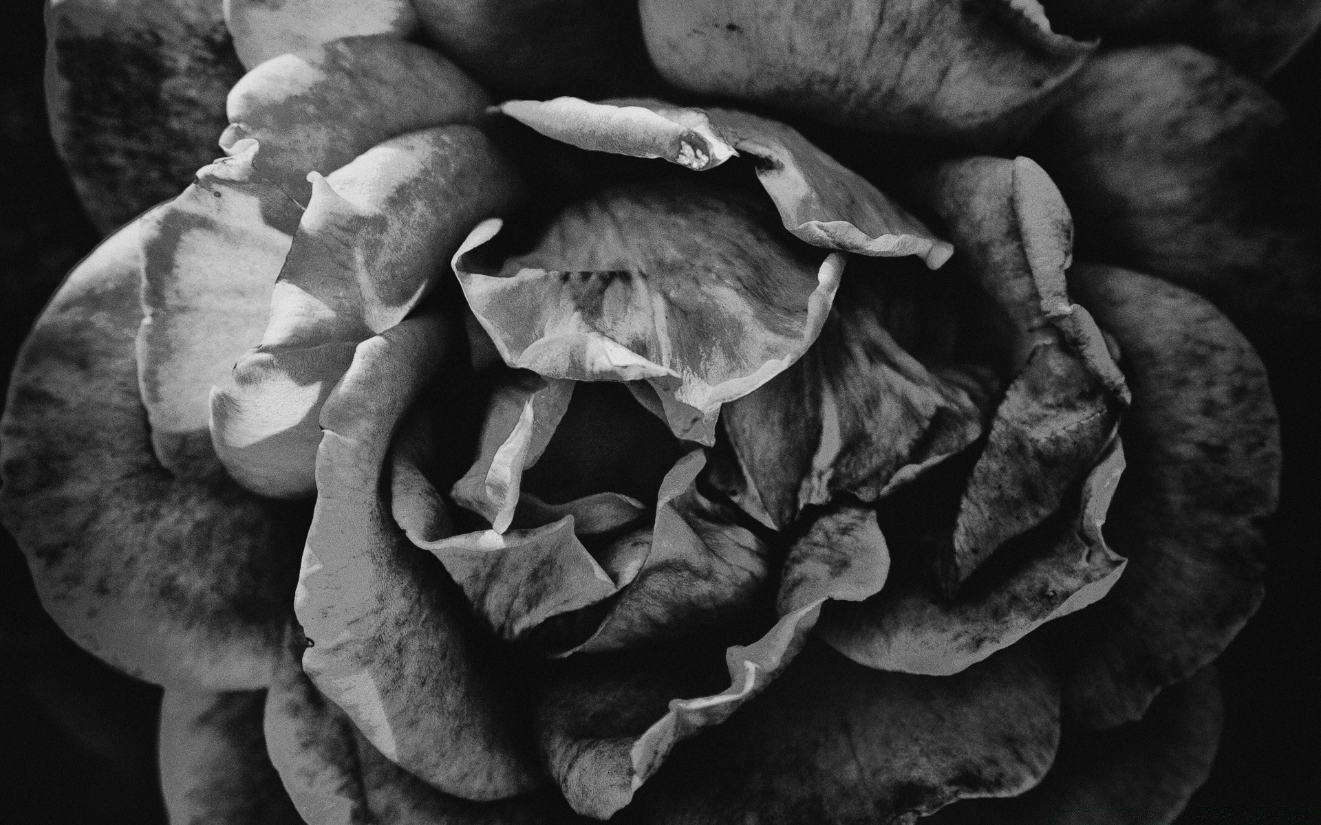 noir et blanc nature monochrome automne unique texture alimentaire flore champignon champignon légume feuille