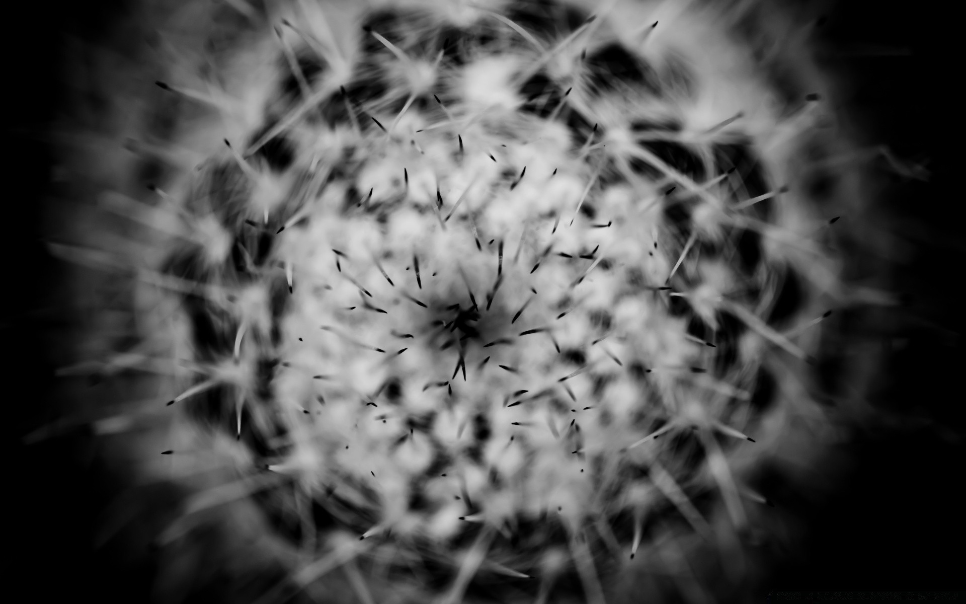 blanco y negro abstracto monocromo naturaleza flor arte textura color diseño flora escritorio papel pintado jardín agudo fondo decoración patrón luz cactus gráfico