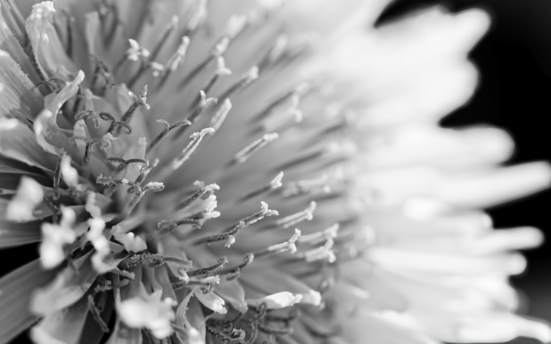 black and white monochrome flower nature flora close-up abstract summer garden beautiful leaf desktop blooming petal