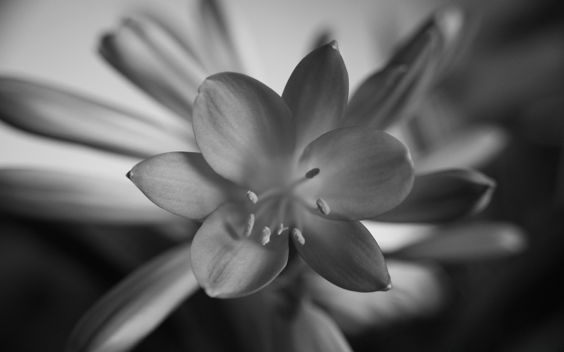 black and white monochrome flower nature blur dof flora still life leaf beautiful petal love floral garden blooming tulip wedding color