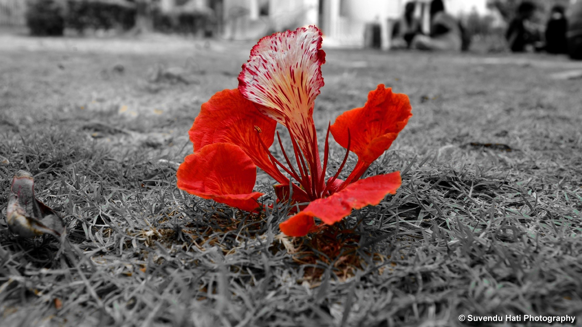 schwarz und weiß natur im freien blume flora blatt farbe garten gras