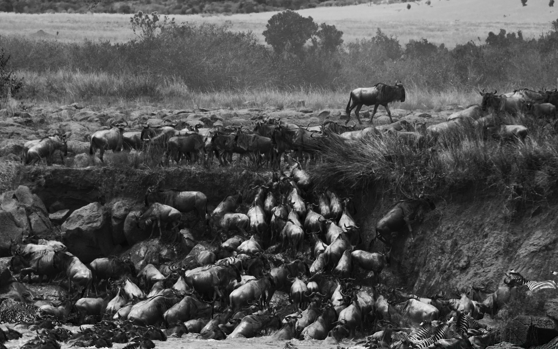 bianco e nero mammifero gruppo molti bovini pecore animali vivi cavalleria mandria agricoltura adulto terreni coltivati azienda agricola pascolo