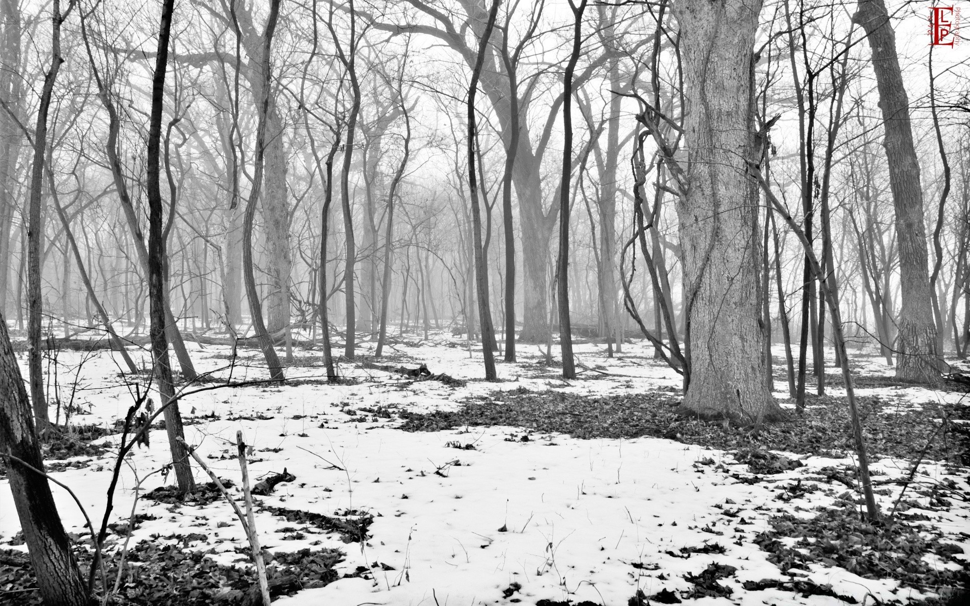 black and white tree wood landscape nature outdoors winter environment fog season weather park dawn