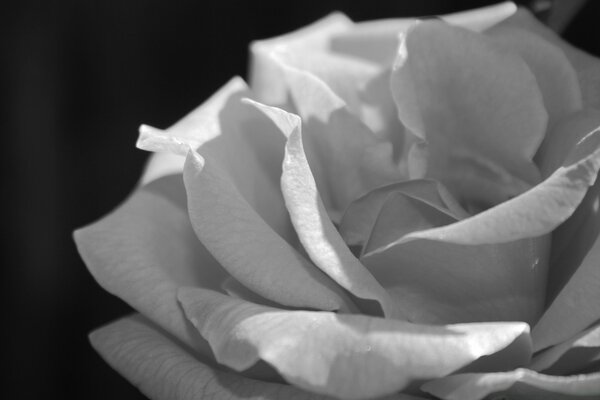 White rose on a black background