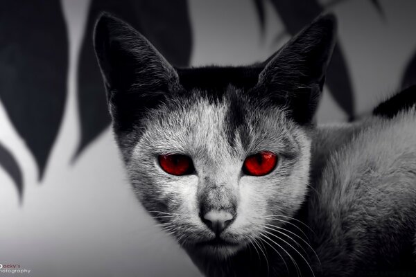 L apprenti du diable à la peau de chat