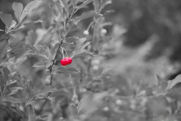 Red cherry on a black and white photo