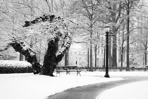 Parc d hiver en noir et blanc