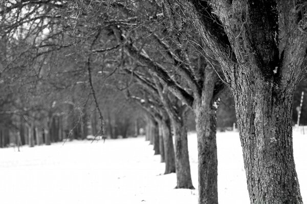 Ein mönchrotes Foto der Winterallee