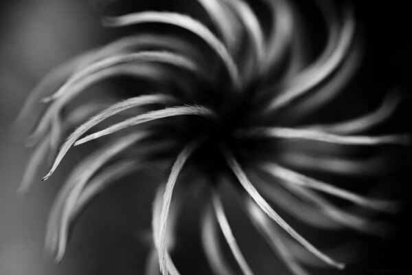 Flower spiral in gray