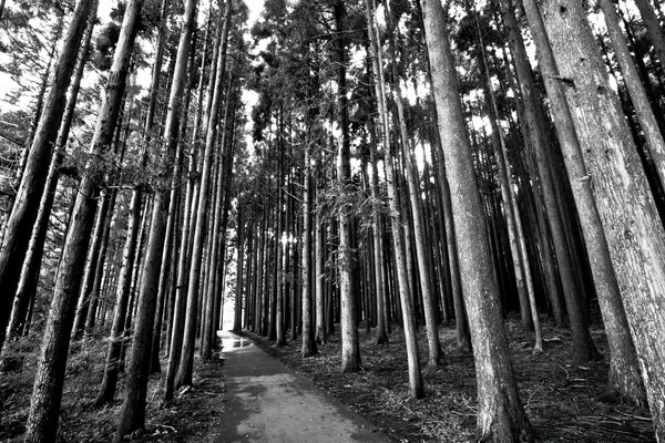 Black and white illustration of a landscape with trees