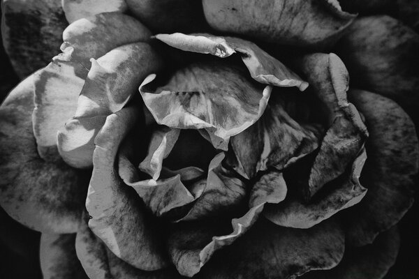 Beautiful faded rose in black and white