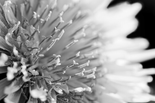 Fiore stupefacente in bianco e nero