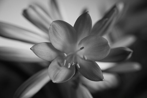 Opened flower bud black and white