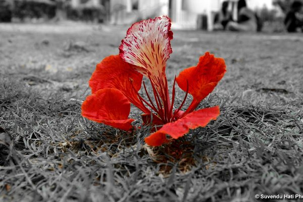 Fiore rosso su effetto bianco e nero. Contrasto della natura