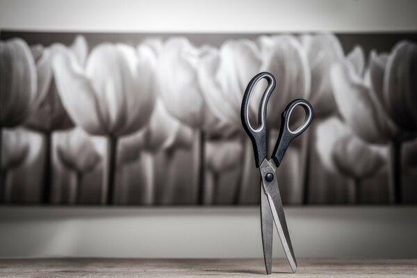 Scissors in front of painted tulips