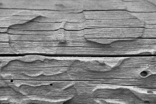 Beautiful patterns on logs in black and white