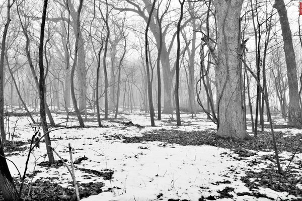 Forêt d hiver dans une gamme gris Monochrome