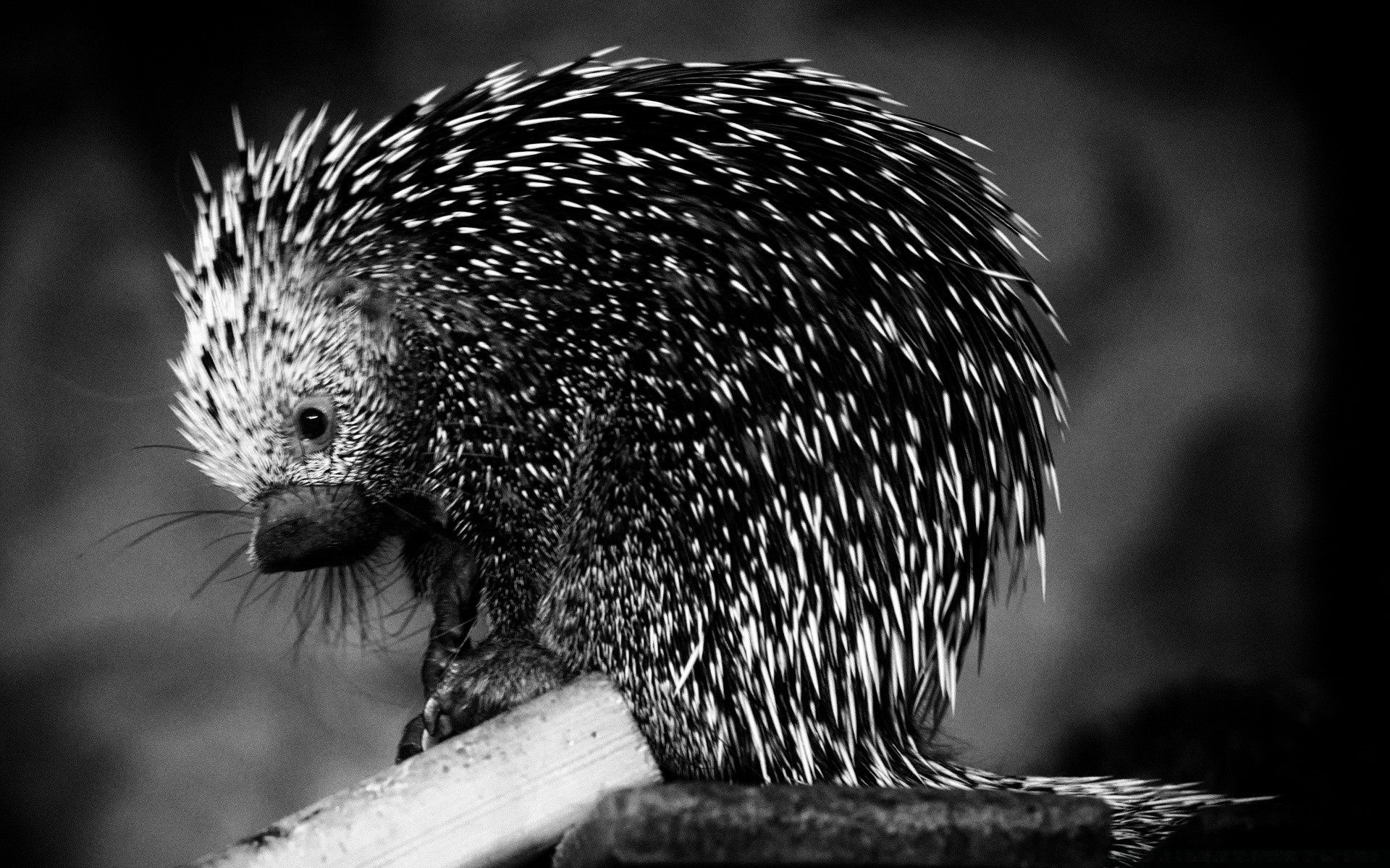 noir et blanc faune mammifère vif nature portrait animal oiseau