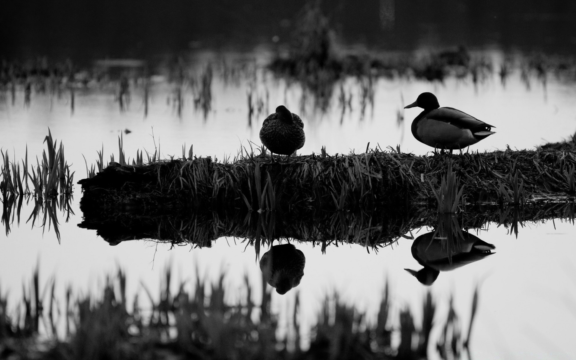 noir et blanc lac eau oiseau réflexion piscine coucher de soleil rivière à l extérieur aube la faune canard mars monochrome sauvagine nature oie soir