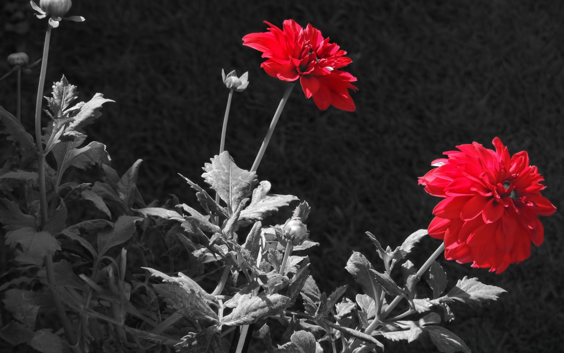 bianco e nero fiore flora natura giardino foglia fiore petalo rosa floreale colore estate close-up