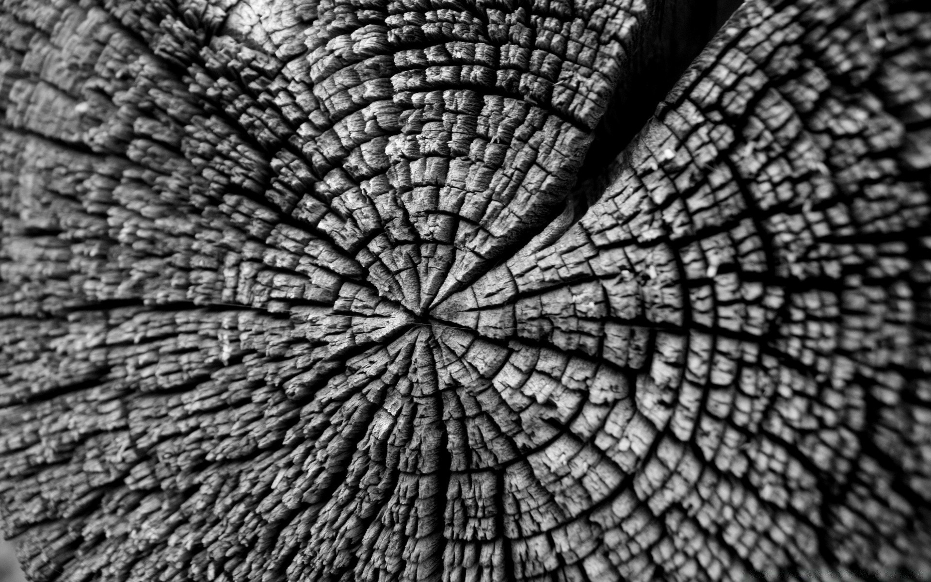 black and white texture pattern fabric desktop abstract rough log design nature wallpaper old background construction close-up surface