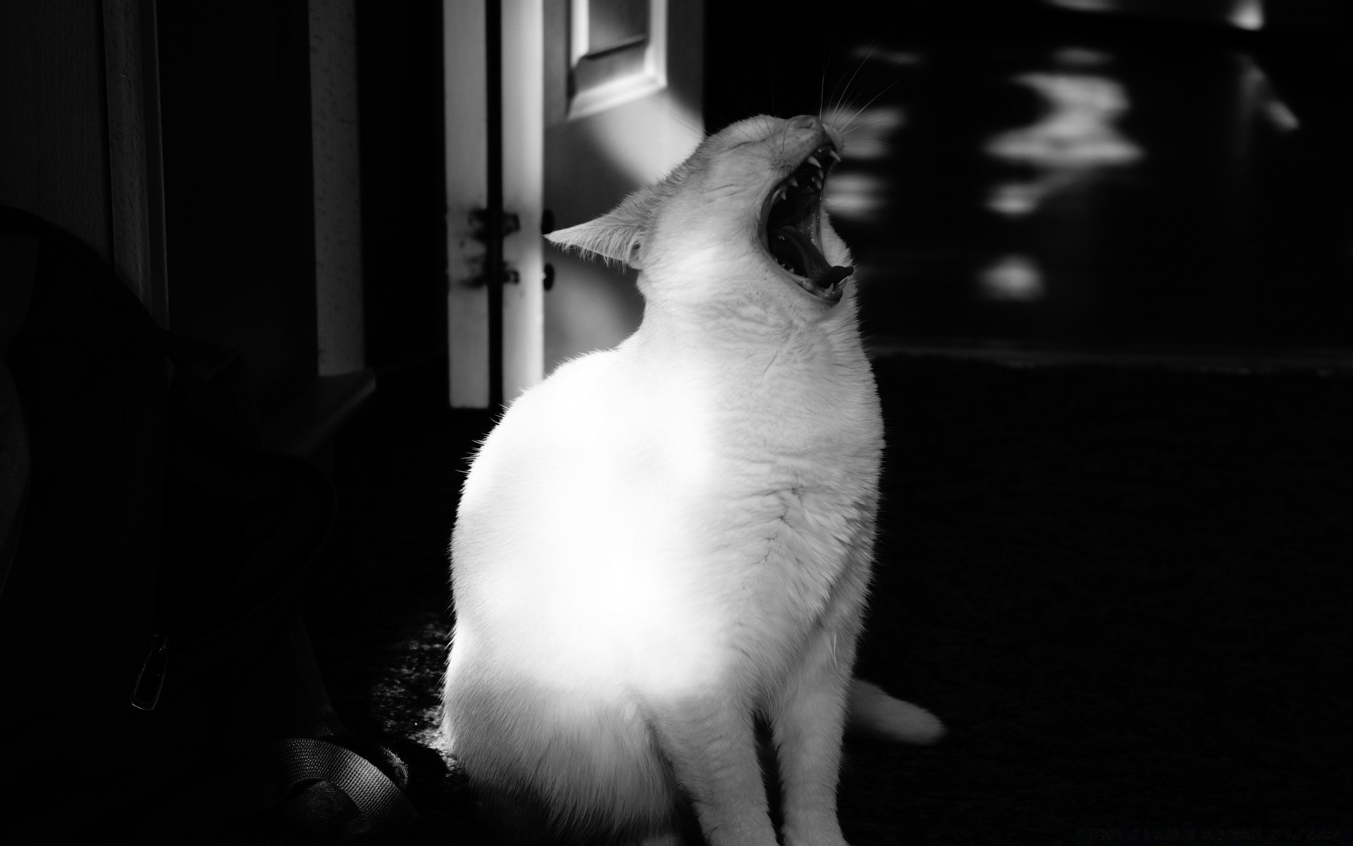 blanco y negro gato retrato solo mascota monocromo gatito animal mamífero perro