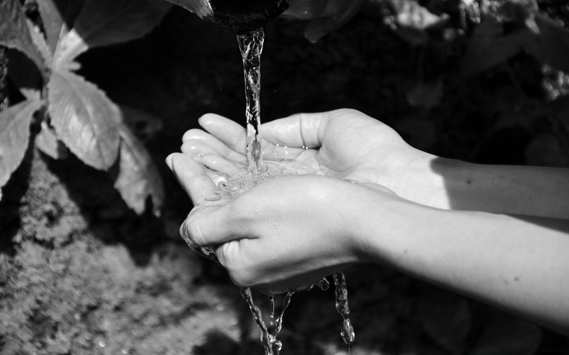 bianco e nero acqua uno bagnato natura caduta bere all aperto