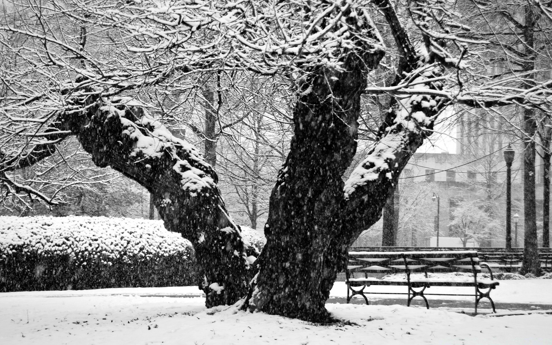 schwarz und weiß winter schnee holz kälte frost holz gefroren saison eis zweig natur landschaft park schneesturm