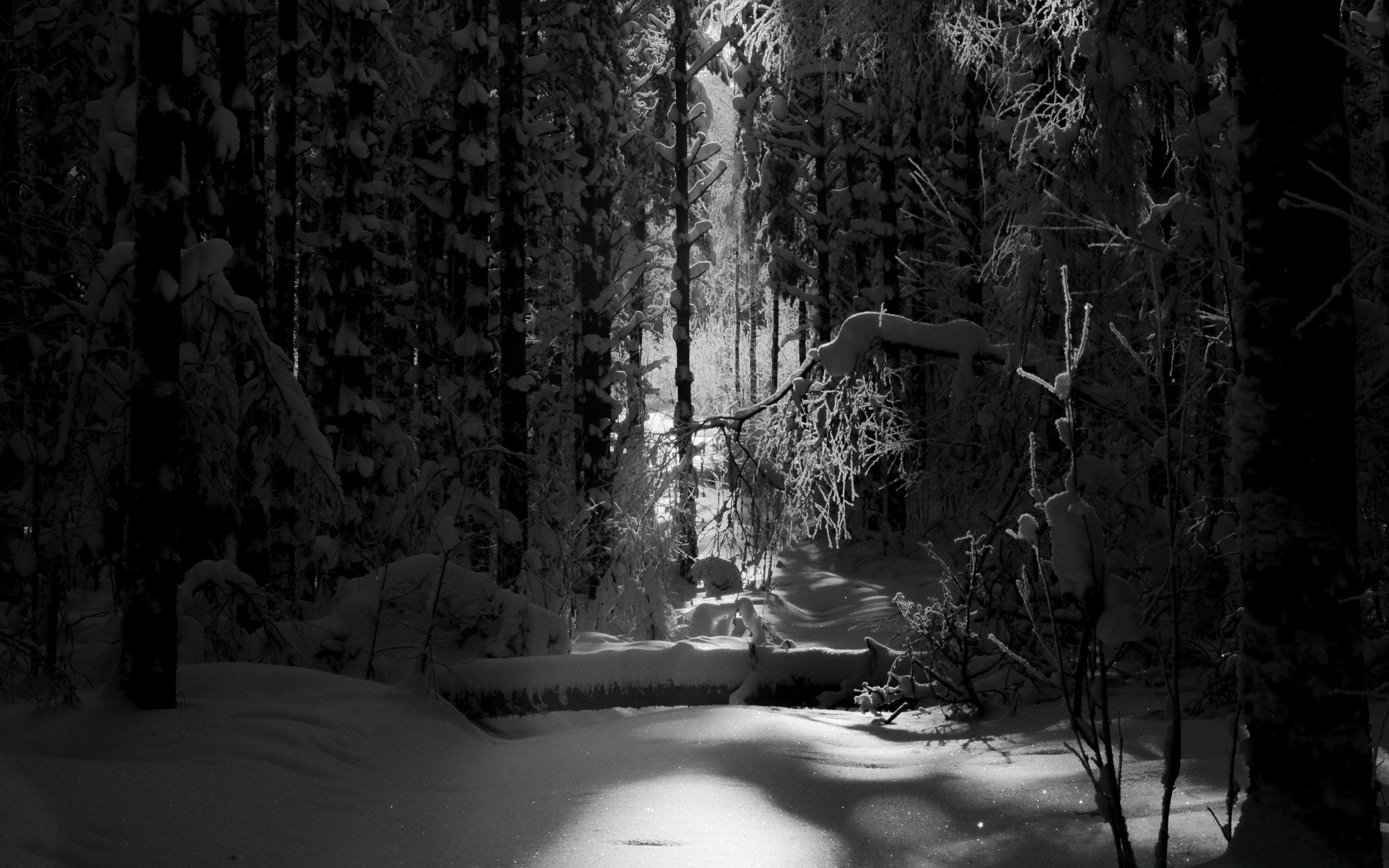 czarno-białe drewno śnieg drewno zima monochromatyczny mgła krajobraz światło cień natura mgła ciemny świt zimno