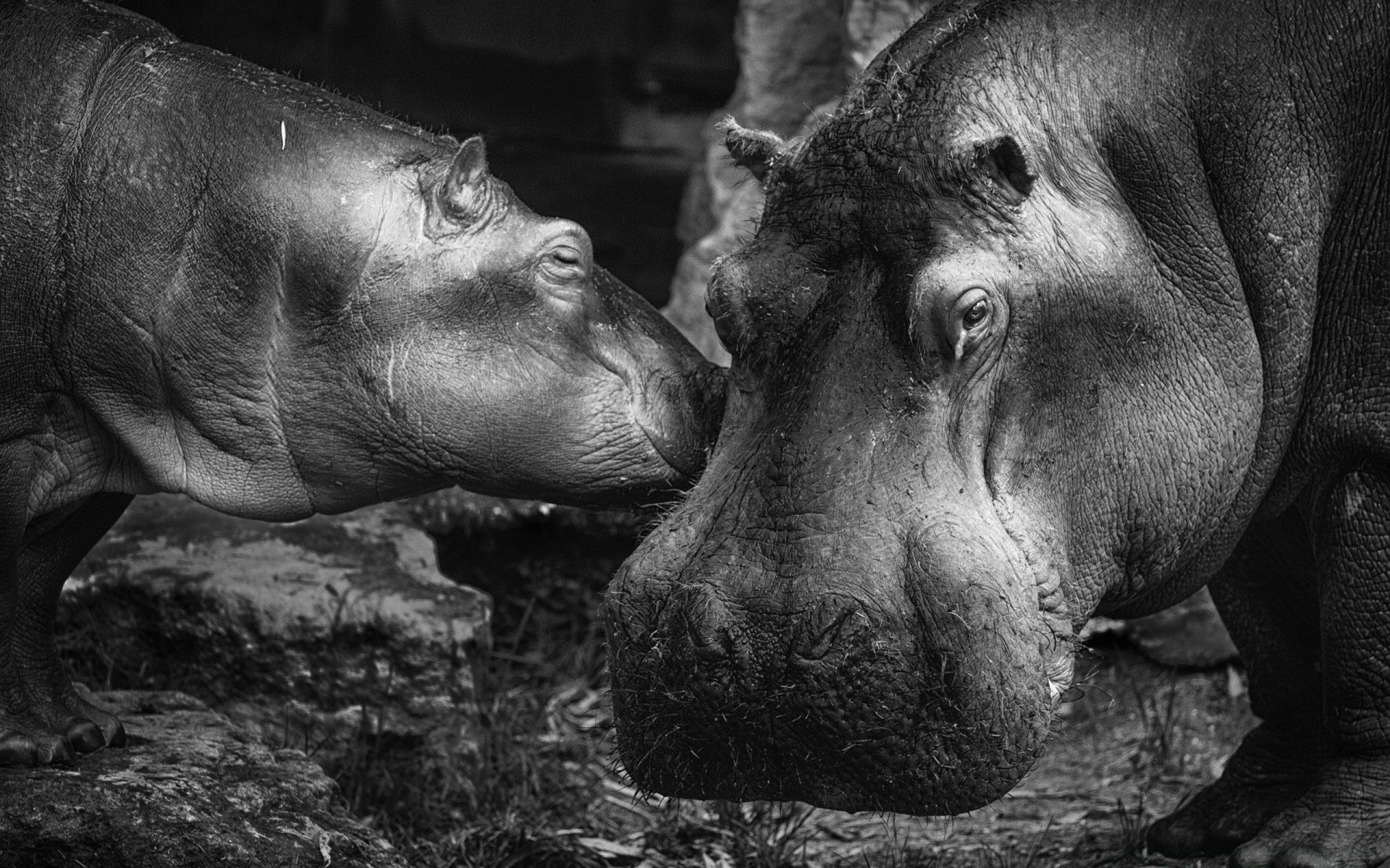 preto e branco mamífero um retrato dois vida selvagem jardim zoológico hipopótamo animal