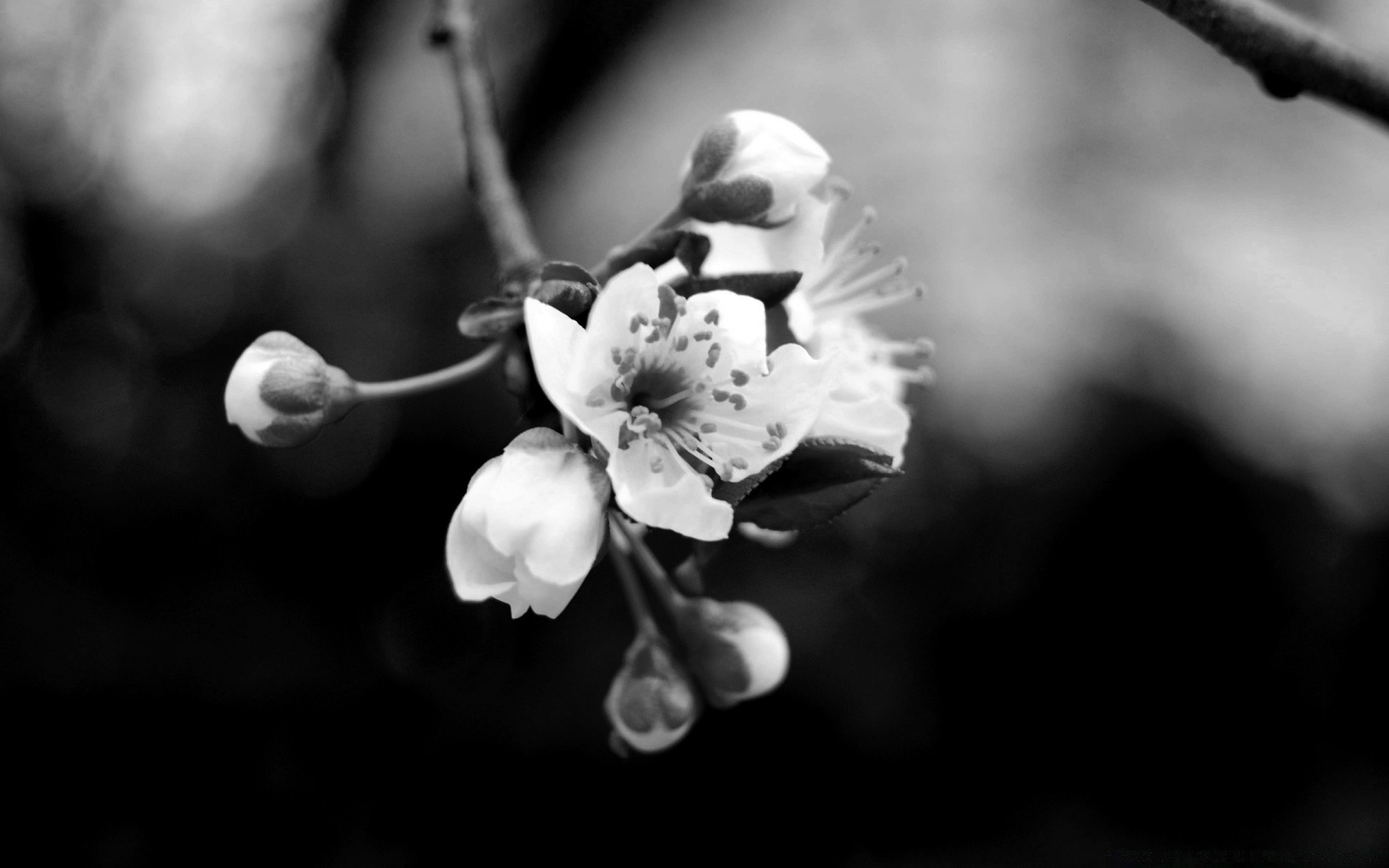 schwarz und weiß blume monochrom apfel kirsche kumpel baum natur flora zweig blatt dof blütenblatt blühen unschärfe garten pflaumen