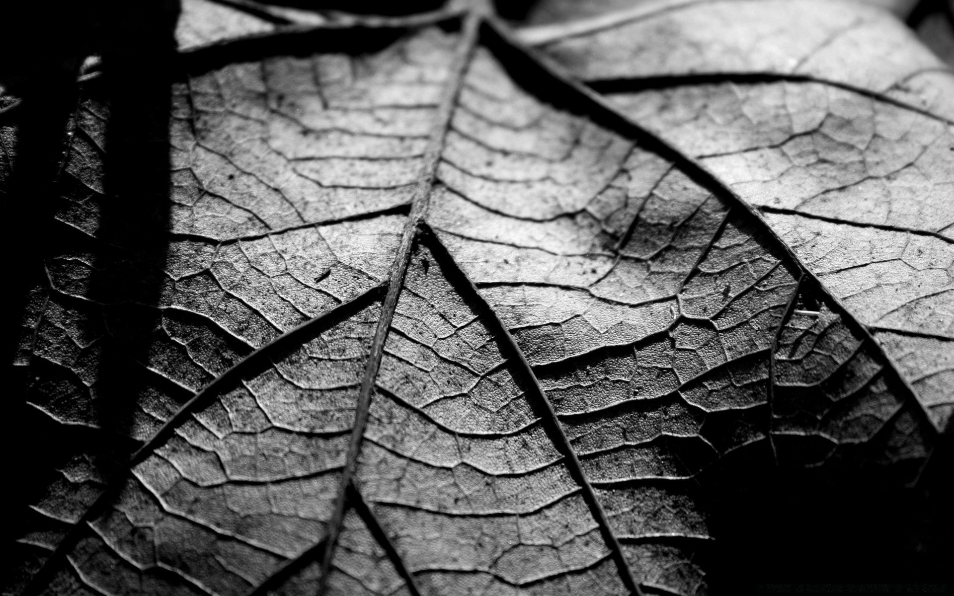 czarno-biały liść tekstura szablon pulpit streszczenie flora jesień natura zbliżenie żyły wzrost drzewo budowa suchy stary kolor projekt powierzchnia drewno środowisko