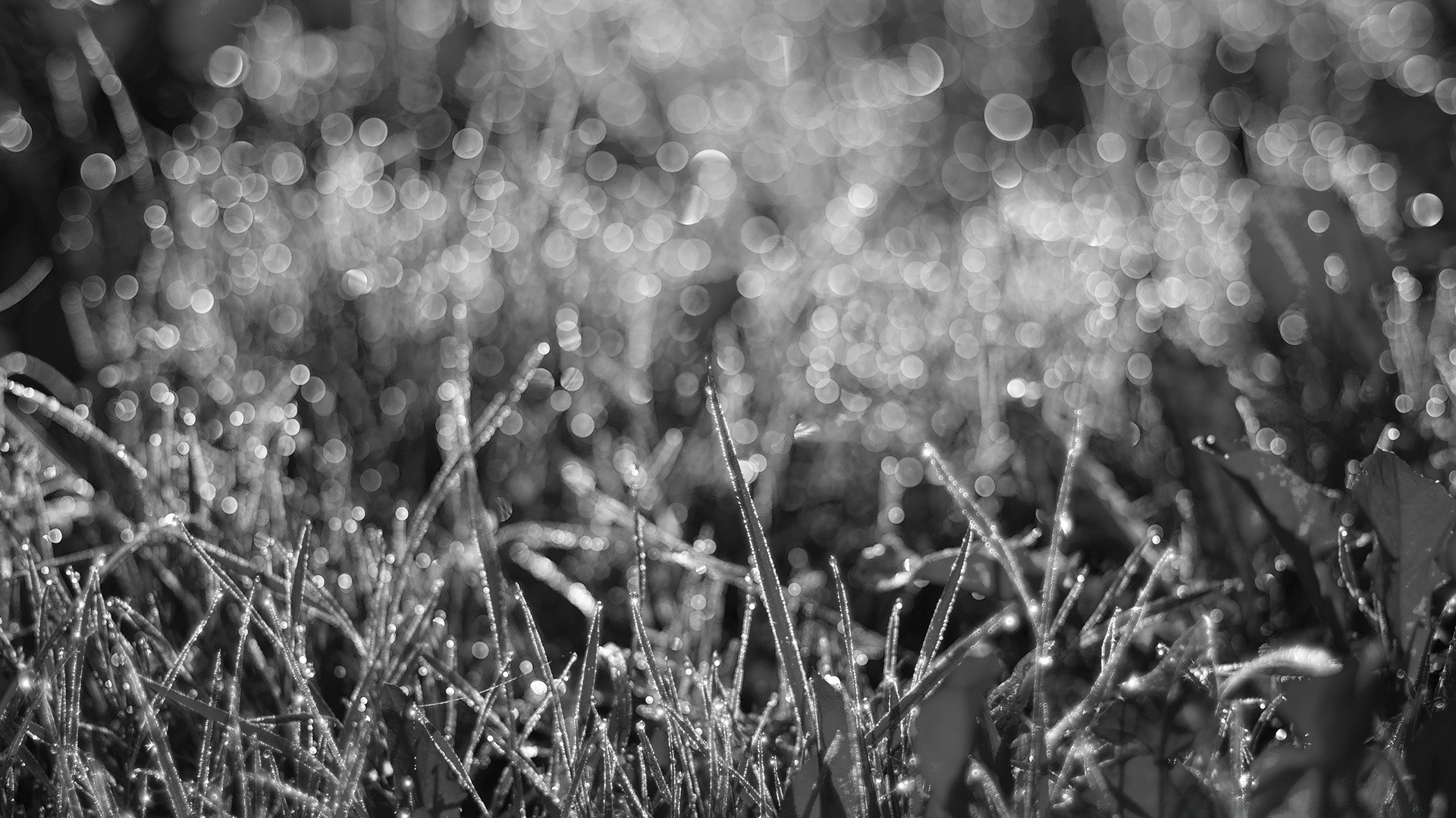 bianco e nero erba campo natura sfocatura stagione messa a fuoco flora desktop estate luminoso inverno colore