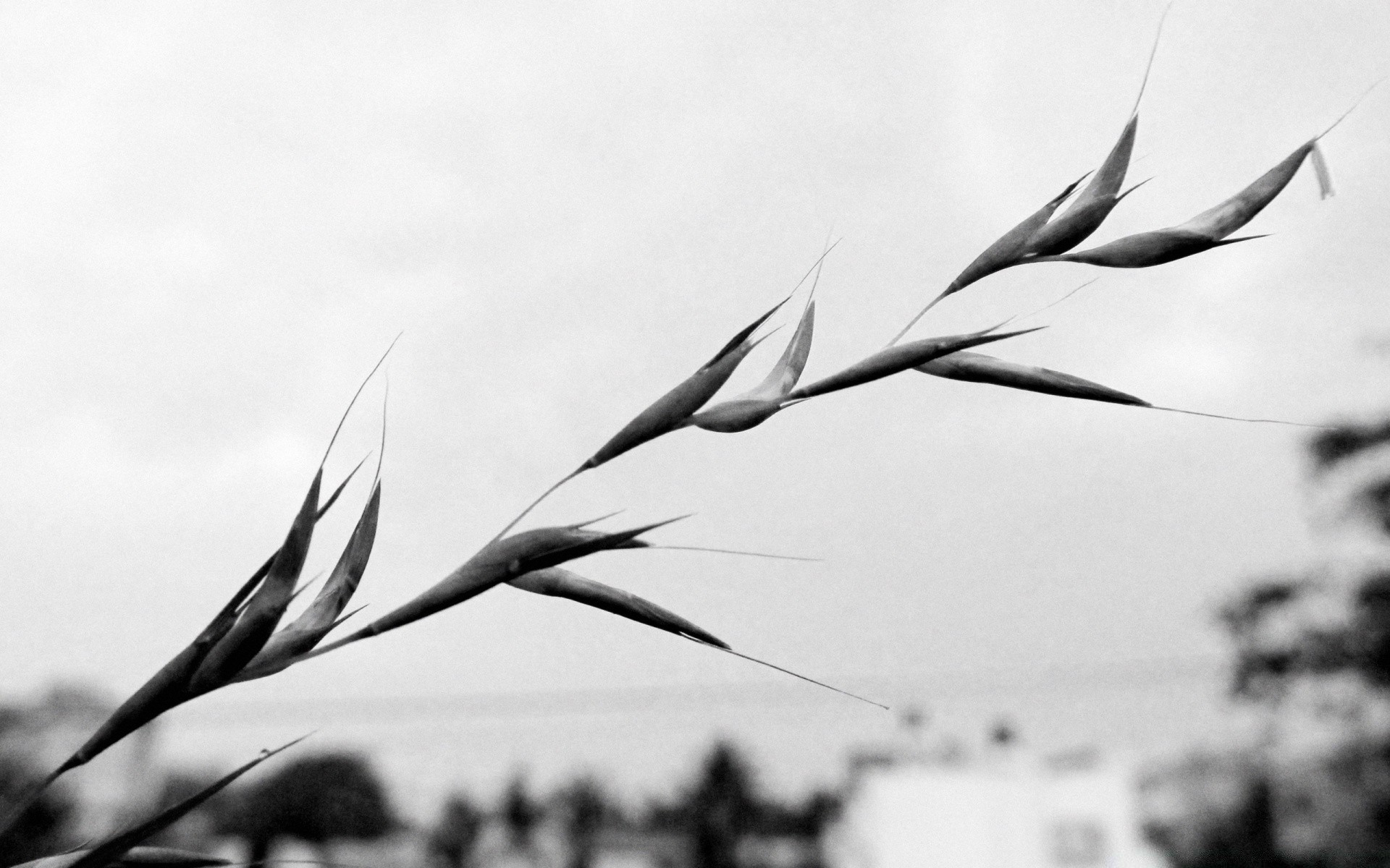 black and white bird nature monochrome outdoors summer sky beautiful wing