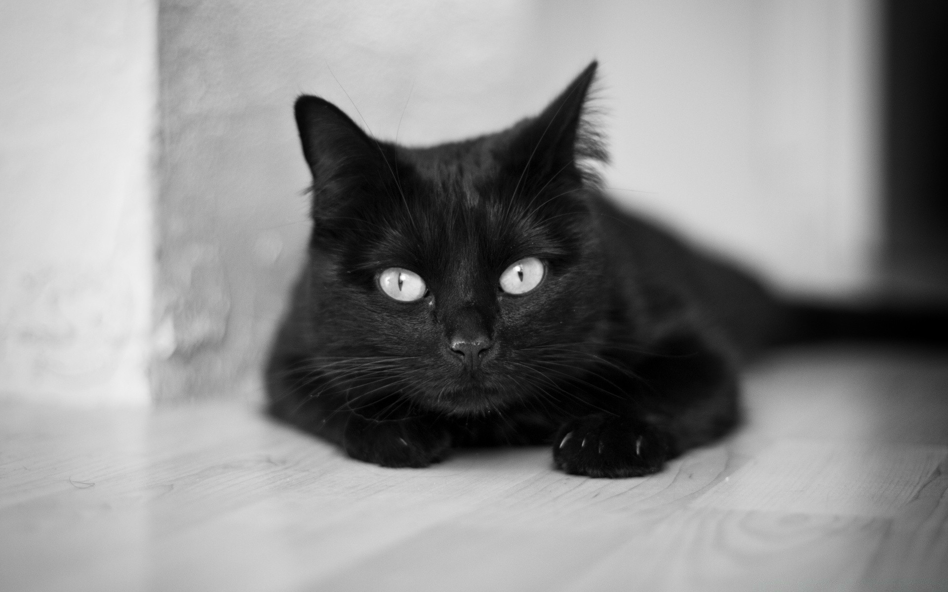 schwarz und weiß katze niedlich porträt auge tier kätzchen haustier säugetier lustig monochrom fell ein