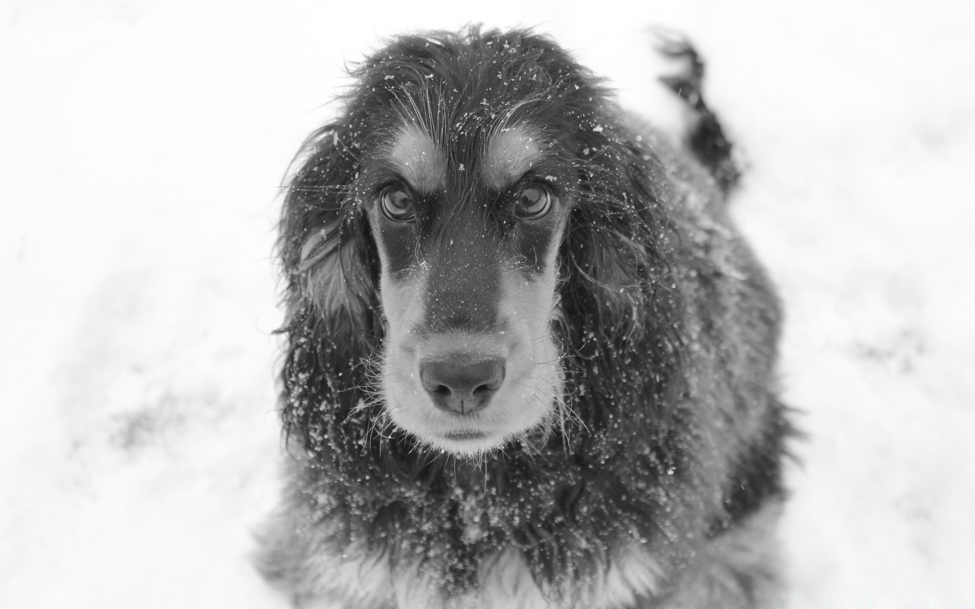 preto e branco cão cinegrafista sozinho retrato fofa mamífero pele animal inverno animal de estimação